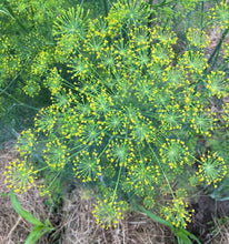 Load image into Gallery viewer, Bouquet Dill Non-GMO Heirloom Seeds
