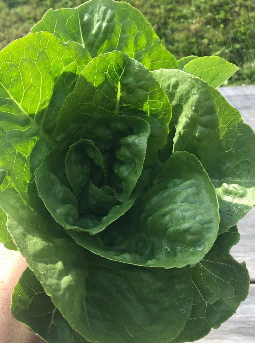planting little gem lettuce seeds Little Gem Romaine Lettuce Heirloom Seeds