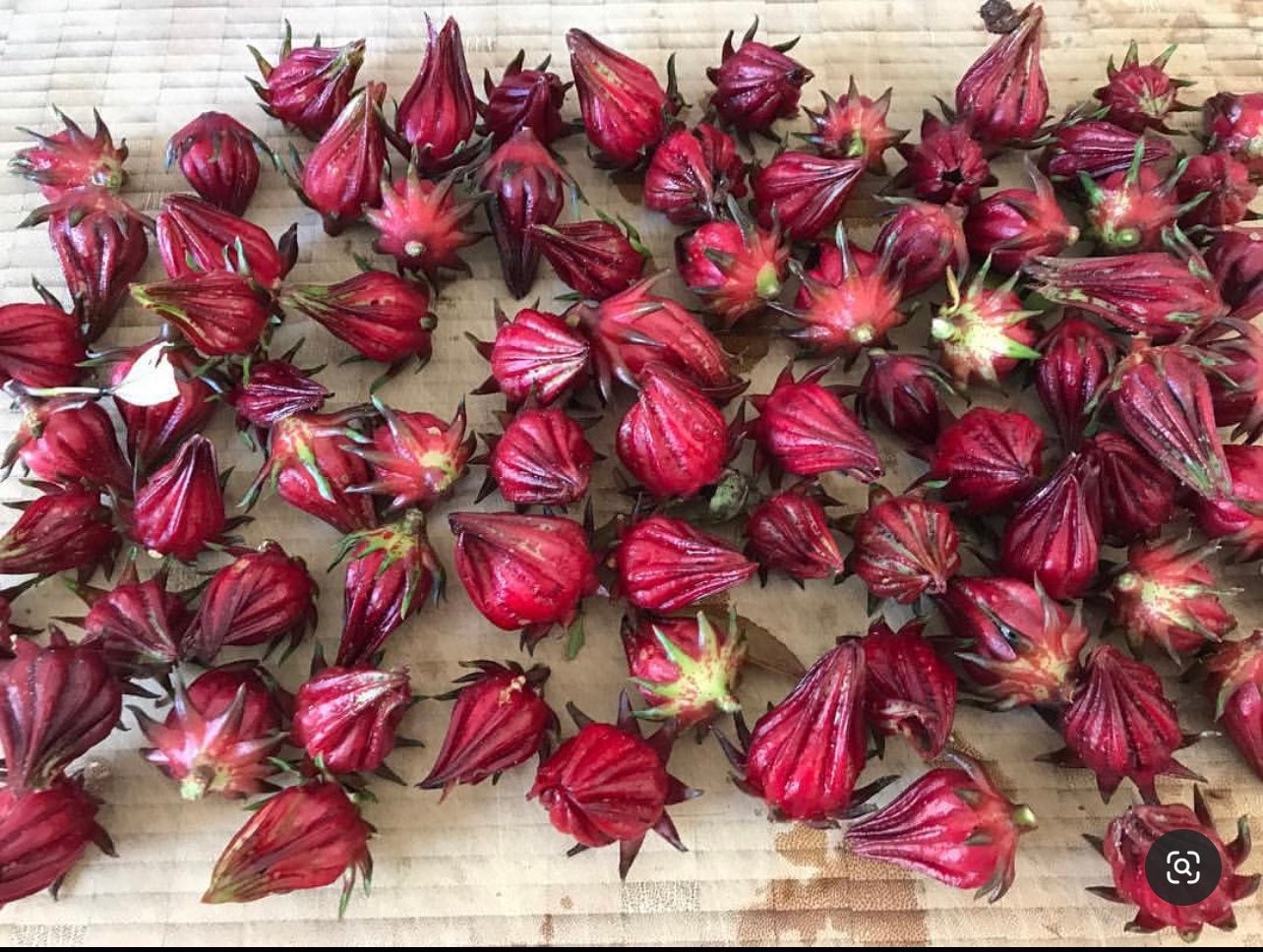Hibiscus Roselle Sabdiriffa Medicinal Heirloom Seeds – Plant and Heal Co