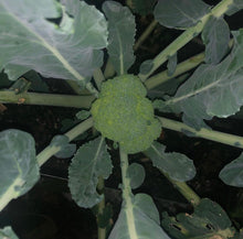 Load image into Gallery viewer, De Cicco (Organic) Italian Broccoli Seeds - Plant and Heal