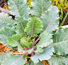 Load image into Gallery viewer, Tronchuda Beira Portuguese Kale Seeds - Plant and Heal