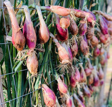 Cargar imagen en el visor de la galería, Red Torpedo Intermediate Day Onion Heirloom Seeds - Plant and Heal