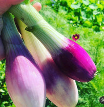 Cargar imagen en el visor de la galería, Red Torpedo Intermediate Day Onion Heirloom Seeds - Plant and Heal