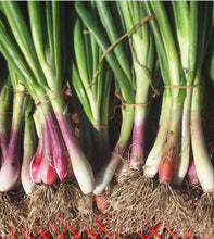 Cargar imagen en el visor de la galería, Red Torpedo Intermediate Day Onion Heirloom Seeds - Plant and Heal