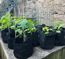 Load image into Gallery viewer, Contender Bush Beans (Treated) Heirloom Seeds - Plant and Heal