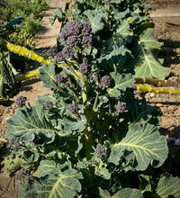 Load image into Gallery viewer, Early Purple Sprouting Broccoli Heirloom Seeds - Plant and Heal
