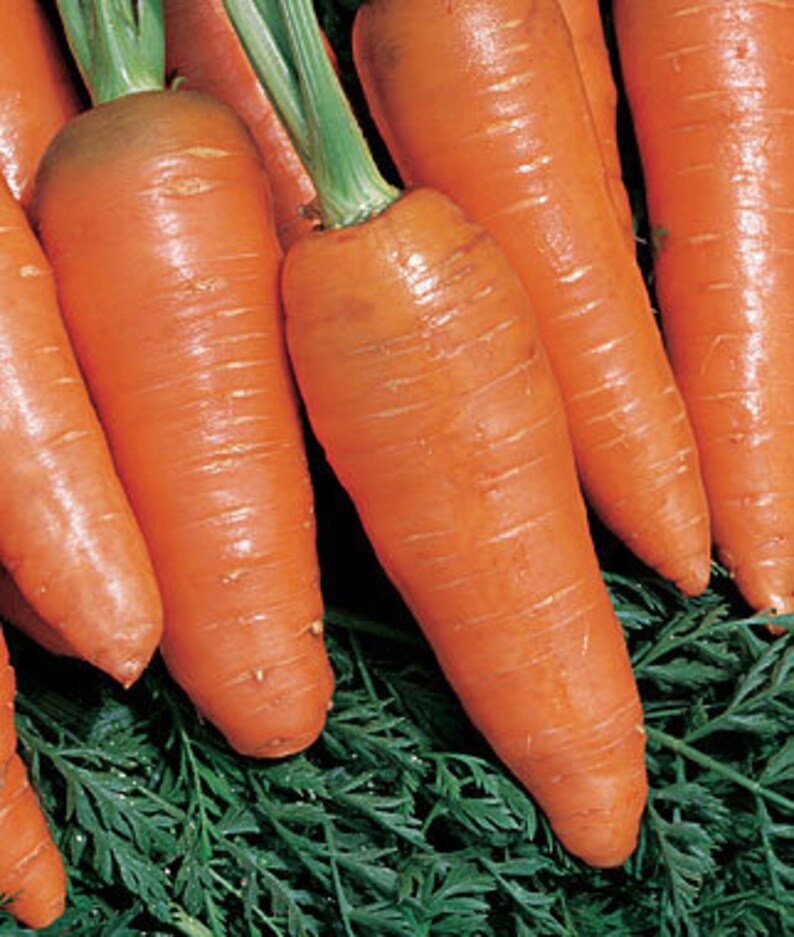 Bambino Carrot Heirloom Seeds Open Pollinated Orange Carrot 