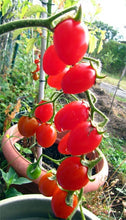 Load image into Gallery viewer, Quedlinburger Frühe Liebe Tomato Seeds - Plant and Heal