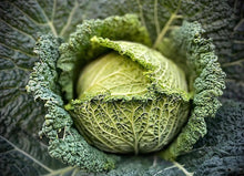 Load image into Gallery viewer, Savoy Perfection Cabbage Seeds - Plant and Heal