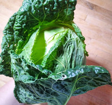 Load image into Gallery viewer, Savoy Perfection Cabbage Seeds - Plant and Heal