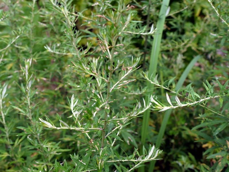mugwort plant seeds Yomogi Japanese Mugwort Live Plant – Plant and Heal Co