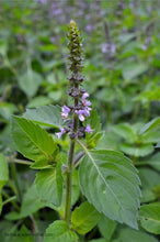Cargar imagen en el visor de la galería, Sacred Basil Organic Seeds - Plant and Heal