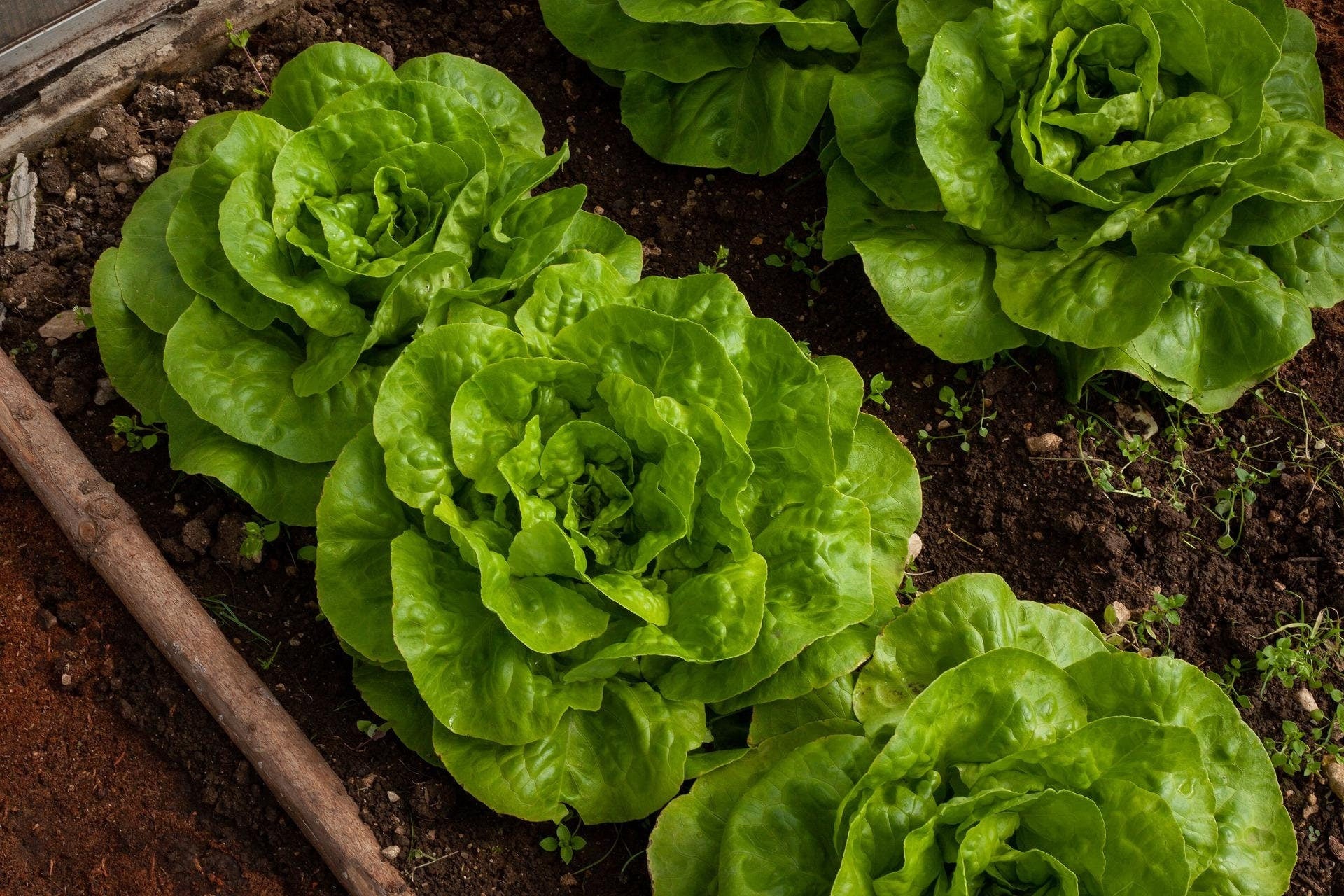 lettuce succulent Summer Bibb Heirloom Lettuce Seeds – Plant and Heal Co