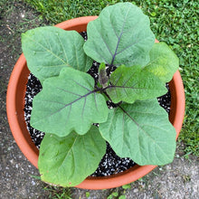 Load image into Gallery viewer, Round Purple Eggplant Seeds - Plant and Heal