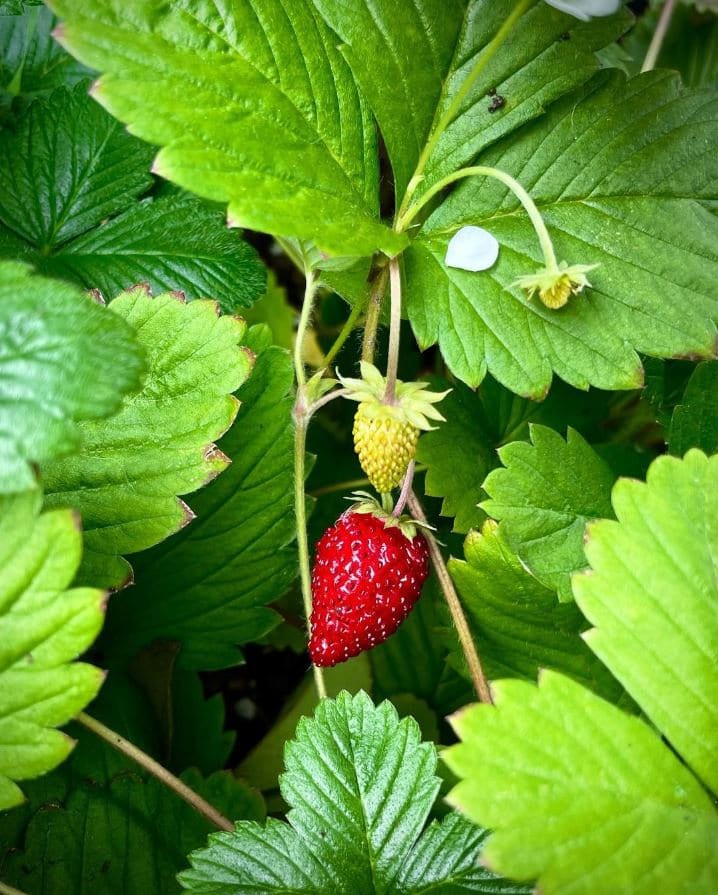 Alexandria Strawberry Seeds – Plant and Heal Co