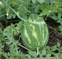 Load image into Gallery viewer, Tendersweet Orange Heirloom Watermelon Seeds - Plant and Heal
