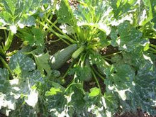 Load image into Gallery viewer, Zucchini Gray Summer Squash Seeds - Plant and Heal