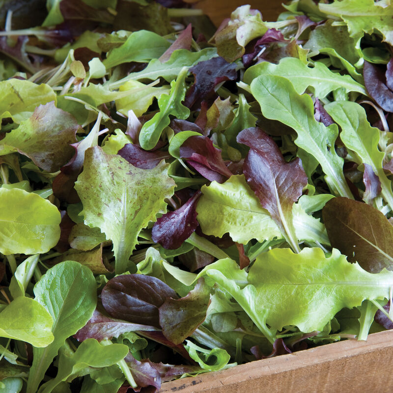 Allstar Gourmet lettuce mix with green and burgundy leaves in a planter