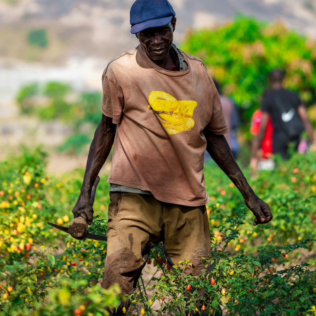 A smiling gardener standing among rows of green crops.