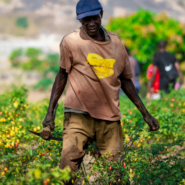 Seeds of Innovation: Black Pioneers in Agricultural Technology