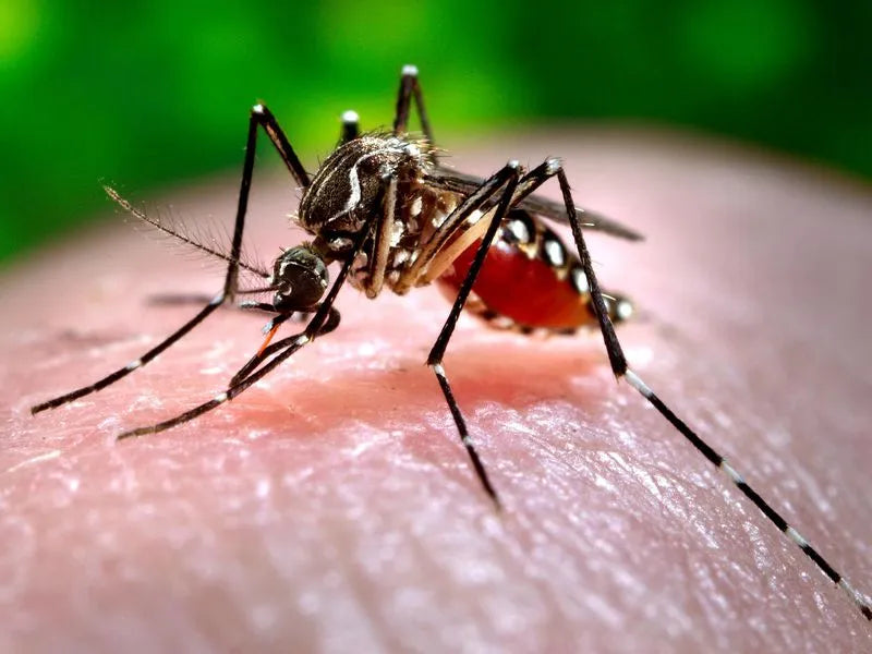 A close-up of a mosquito on skin.