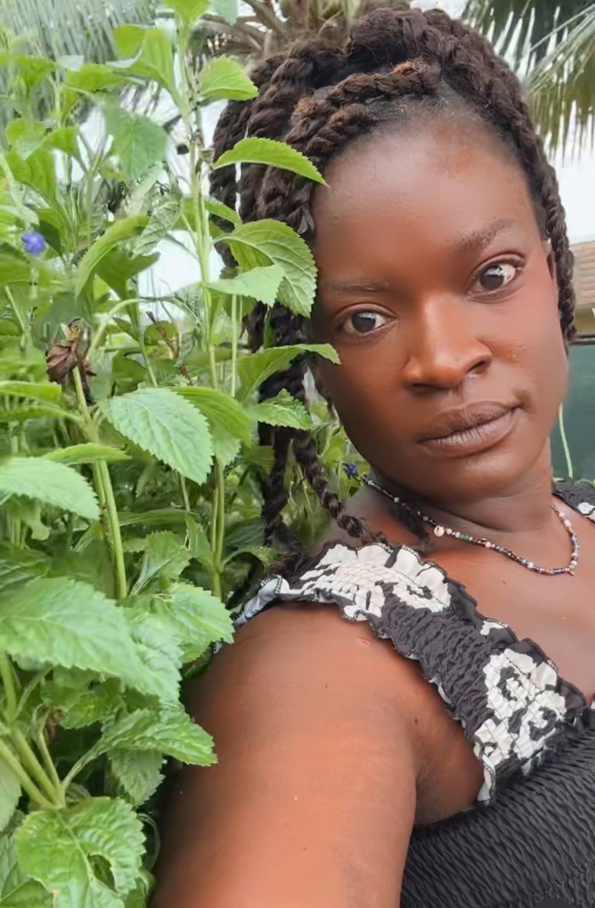 Erica Plants standing among tall leafy garden plants.