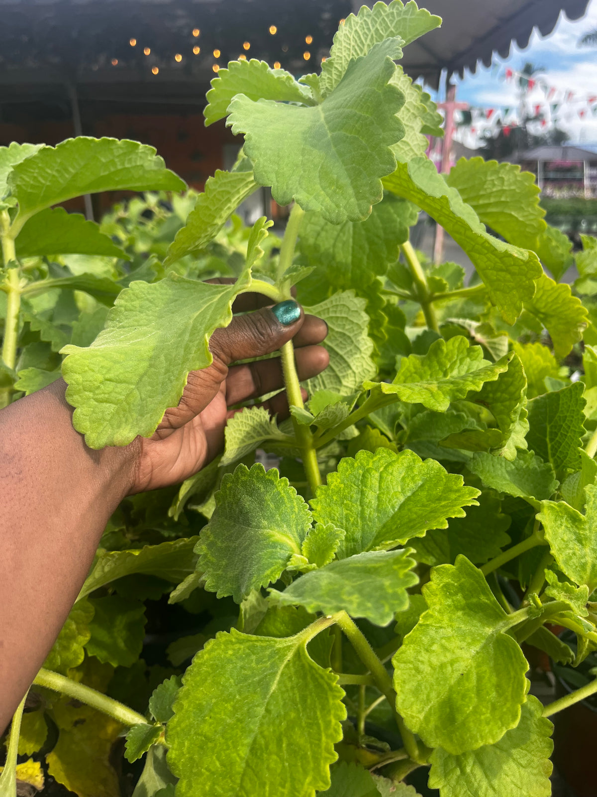 A hand holding a leafy green herb cutting above a dense patch of herbs.