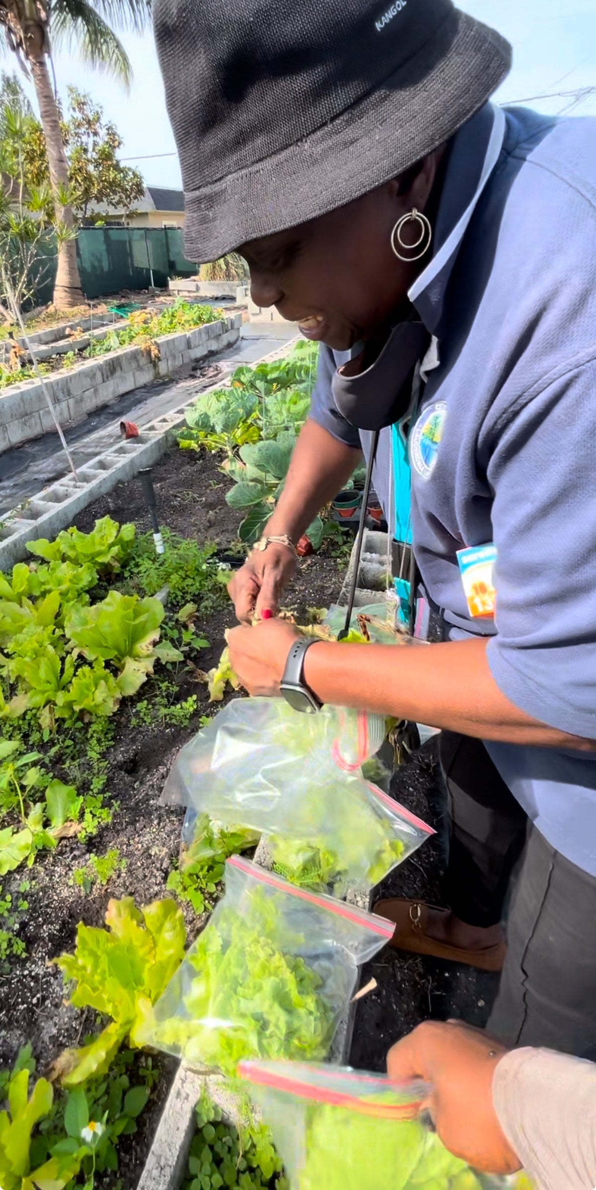 A gardener leaning over raised beds while gathering leafy greens into a clear bag.