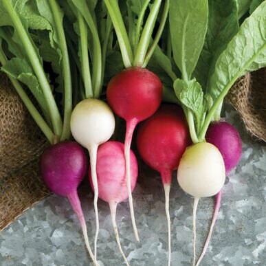 Whole and halved Easter Egg radishes in red, purple, pink, and white.