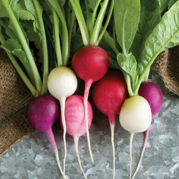 Whole and halved Easter Egg radishes in red, purple, pink, and white.