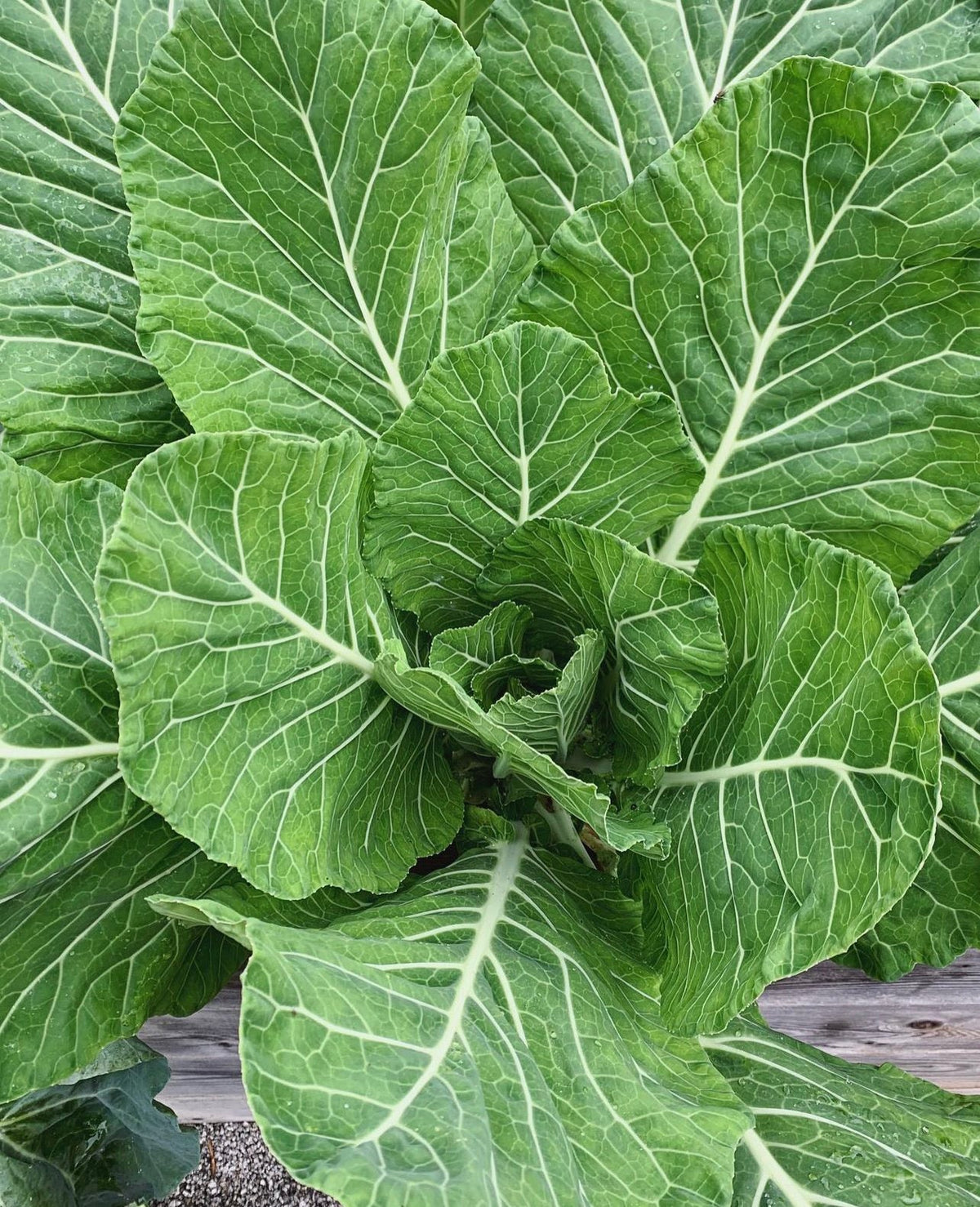 A collard plant with small center leaves surrounded by larger upright outer leaves.