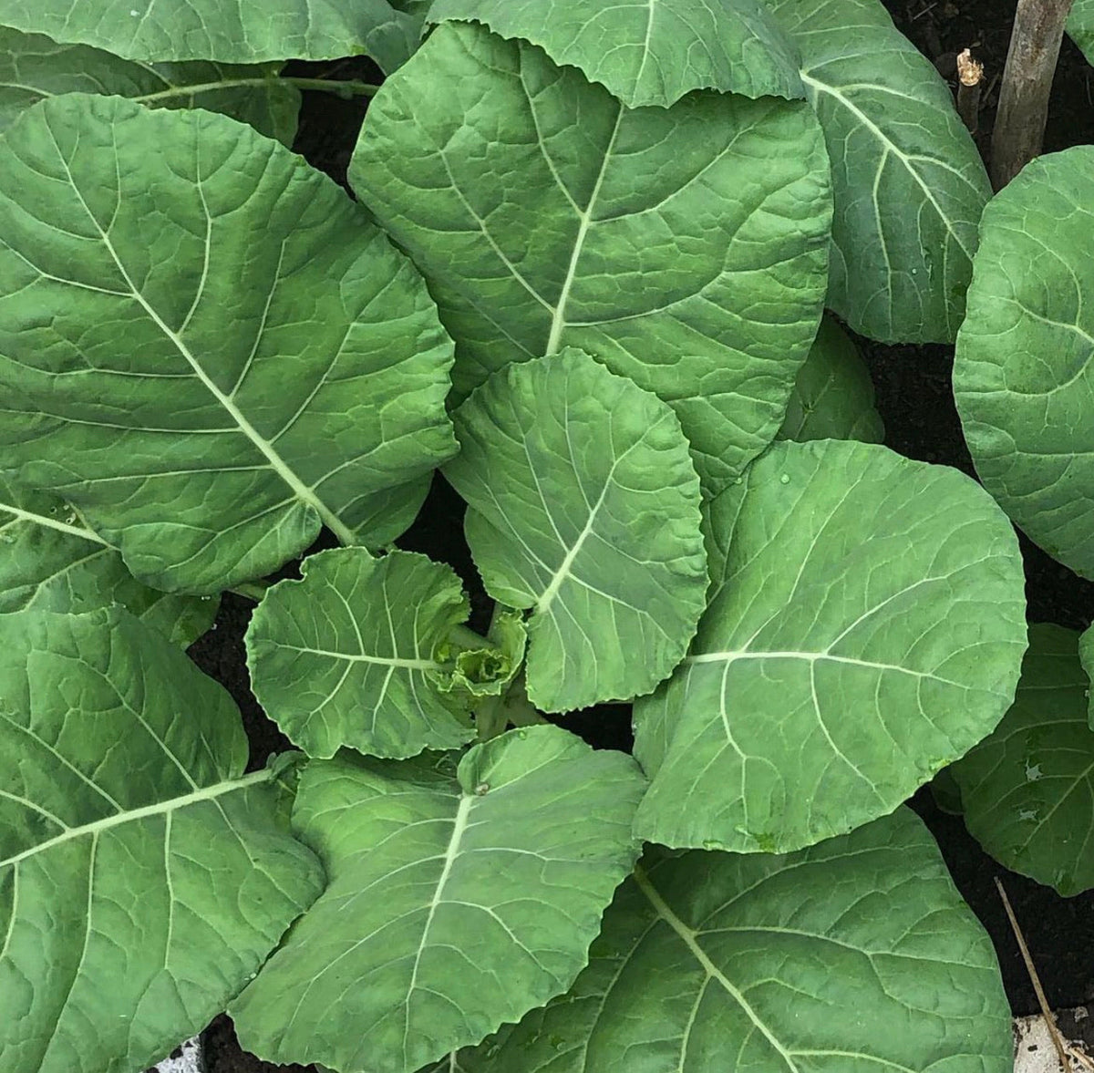 Close-up of overlapping collard leaves, pale veins, and a small hole in one leaf.
