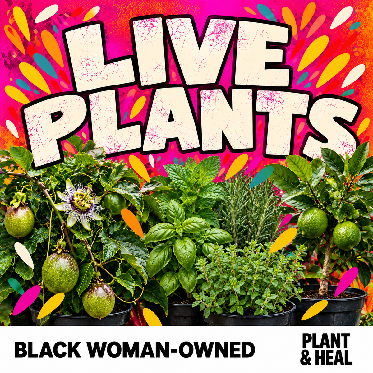 Live Plants collection cover with cream lettering, pink and orange background, botanical imagery and Plant & Heal branding.