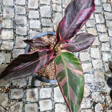 A potted variegated banana with burgundy, pink, and green leaves on paving stones.