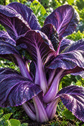 Purple Magic Epic High Hybrid Pak Choi Seeds