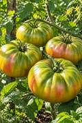 Large ribbed Aunt Ruby’s German Green tomatoes with green, yellow, and pink coloring on the vine — from BlackOwnedSeeds.com.