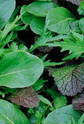Mixed braising greens with broad green leaves and purple-veined leaves — from BlackOwnedSeeds.com.