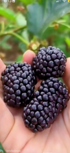 Load image into Gallery viewer, Three blackberries held in a hand with a blurred green background
