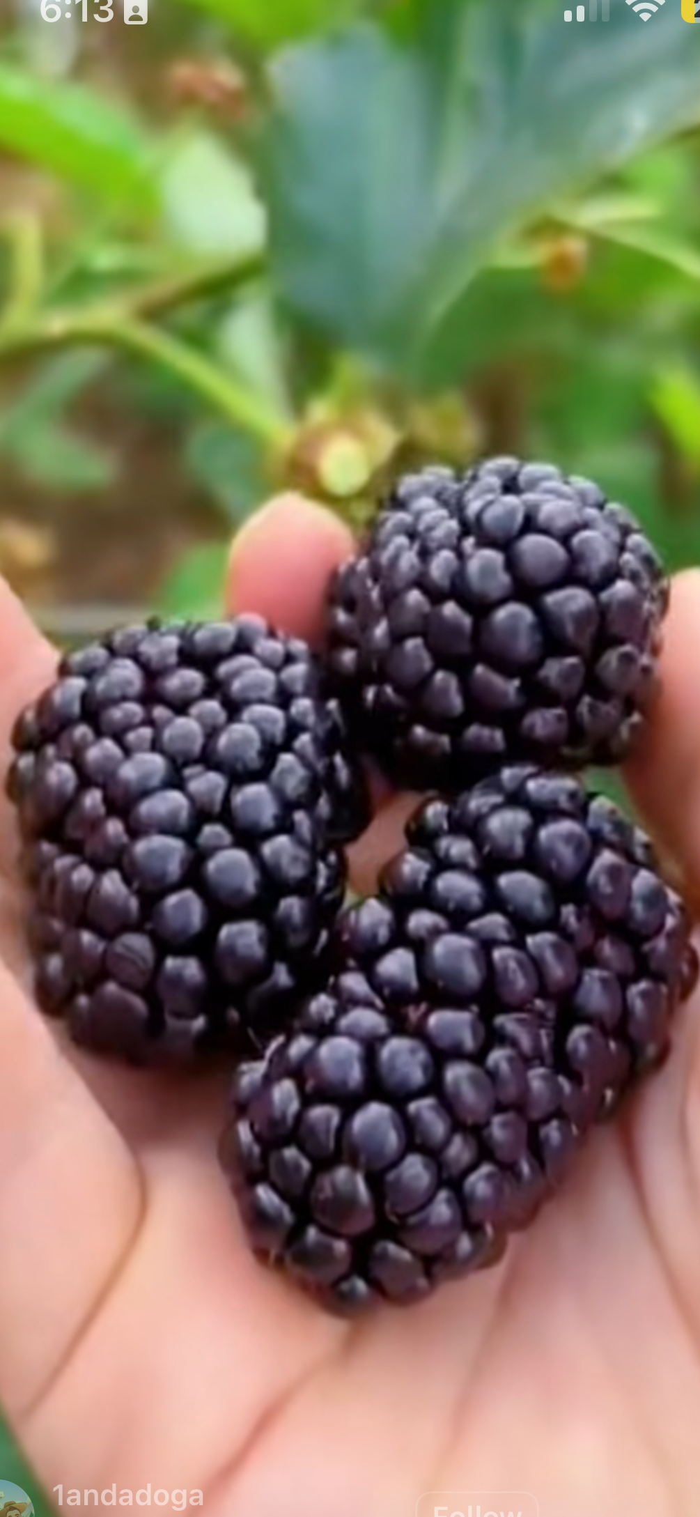 Three blackberries held in a hand with a blurred green background