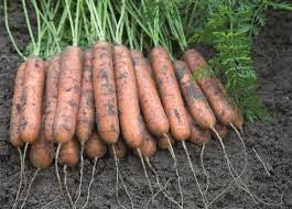 Freshly pulled Aranka carrots lined up on soil with green tops attached — from BlackOwnedSeeds.com.