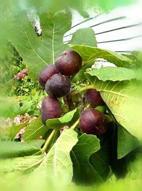 Purple-brown figs clustered on a branch beneath green leaves.
