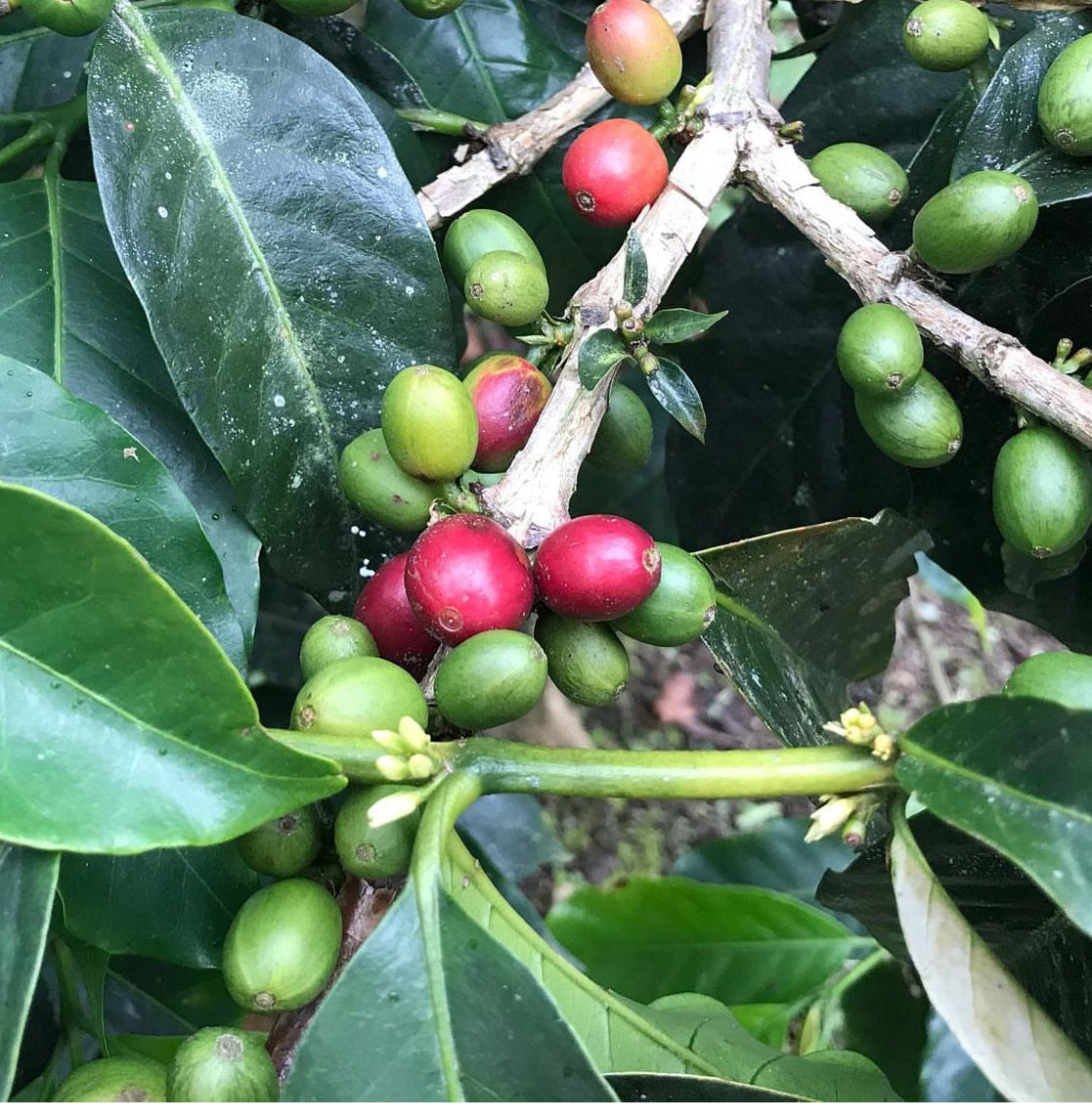 Red and green coffee cherries clustered along leafy branches.