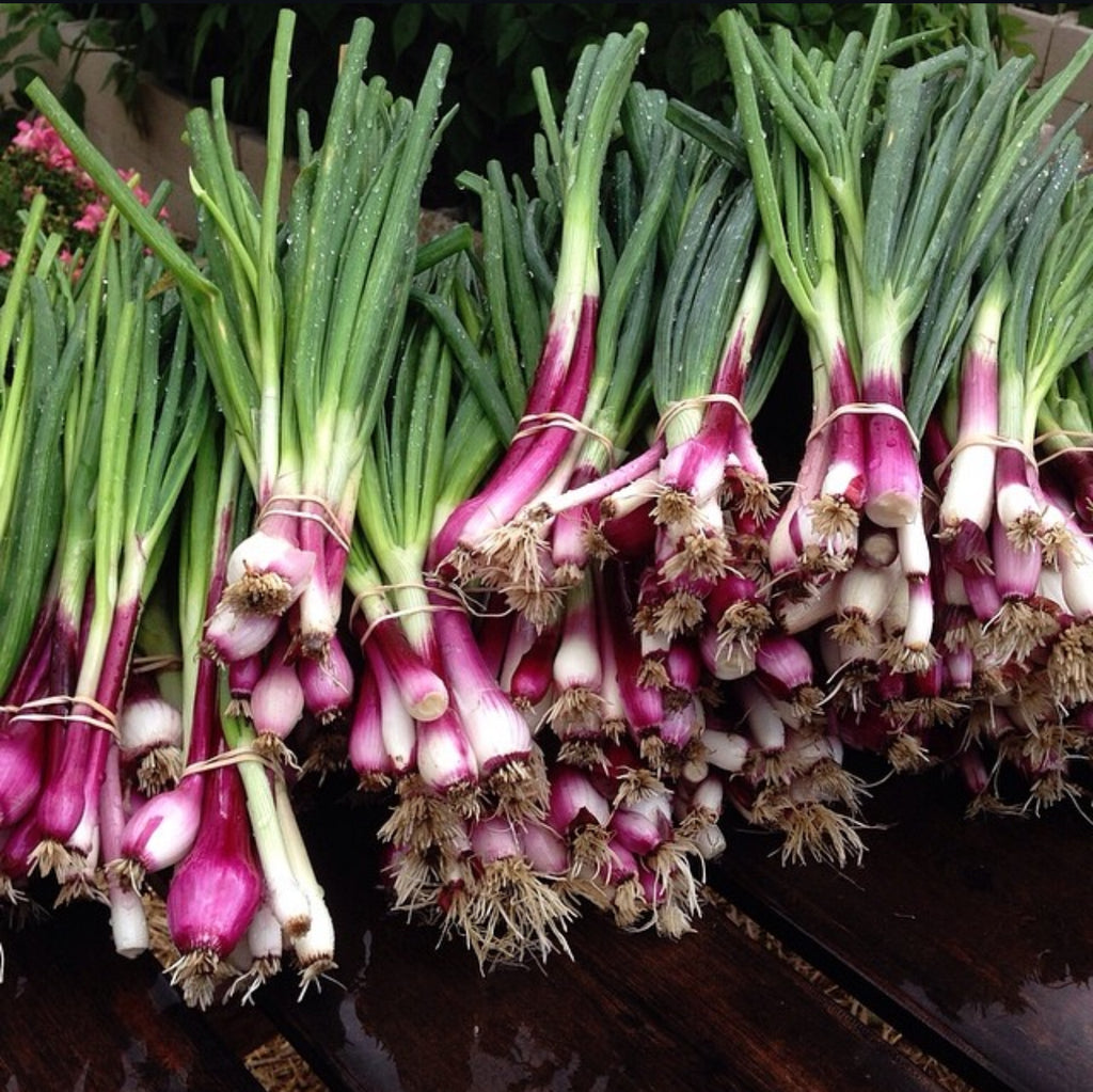 Bunches of Crimson Forest onions with pink-purple bases, white roots, and green tops — from BlackOwnedSeeds.com.