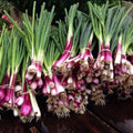Bunches of Crimson Forest onions with pink-purple bases, white roots, and green tops — from BlackOwnedSeeds.com.
