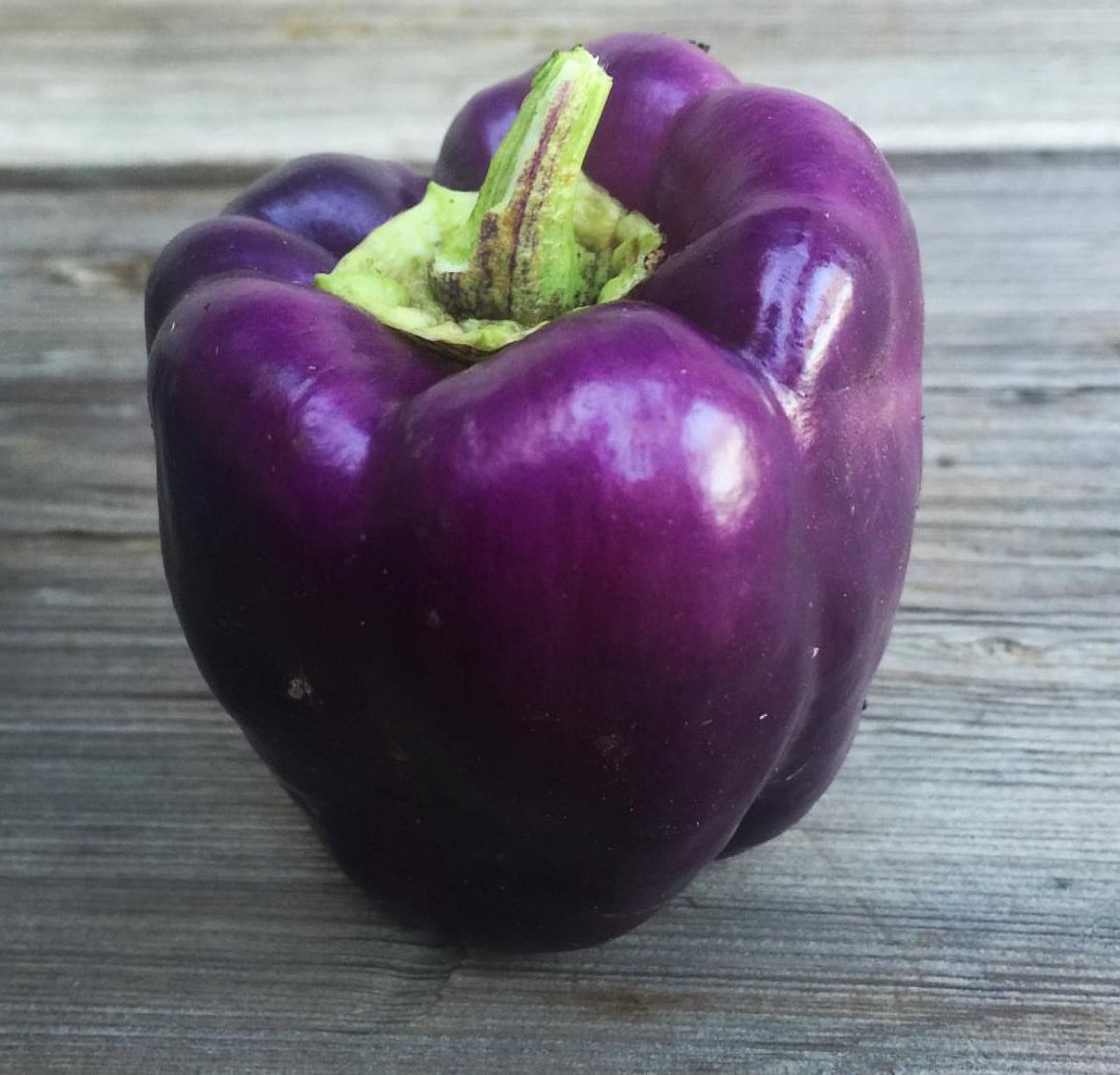 A single glossy purple bell pepper on gray wooden boards.