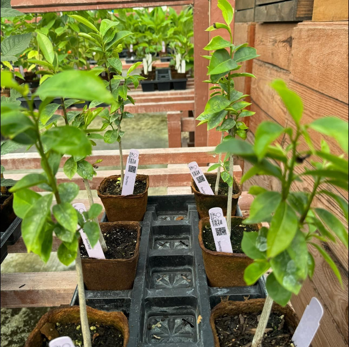 Young soursop plants in small pots on a greenhouse bench.