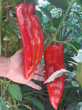 Load image into Gallery viewer, Marconi Red Pepper Organic Heirloom Seeds
