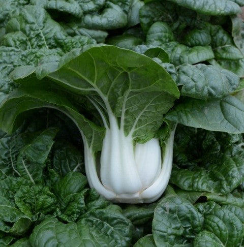 A Hotau pak choi head with white stems and broad dark green leaves — from BlackOwnedSeeds.com.