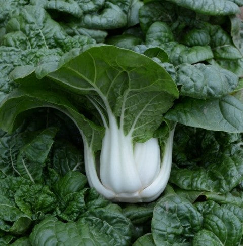 Semillas de col Hotau Pak Choi