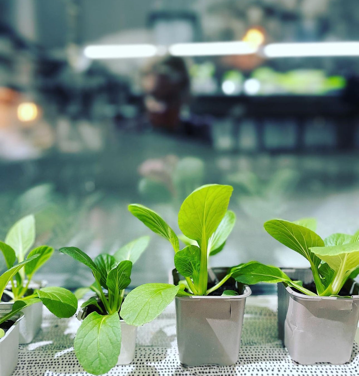 Young pak choi plants growing in small white containers.